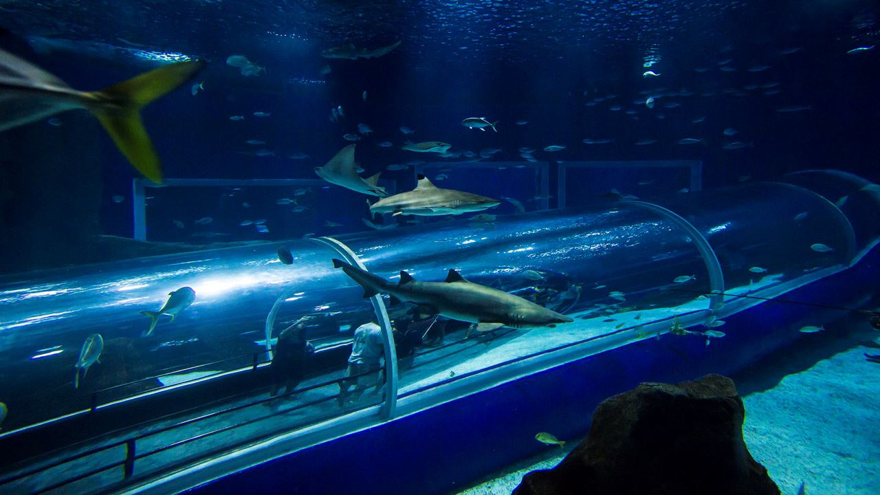 Aquario Com Boulevard Olímpico (7)