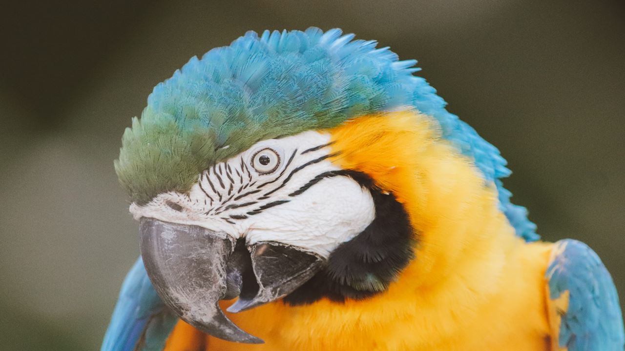Bioparque Rio Tour (2)