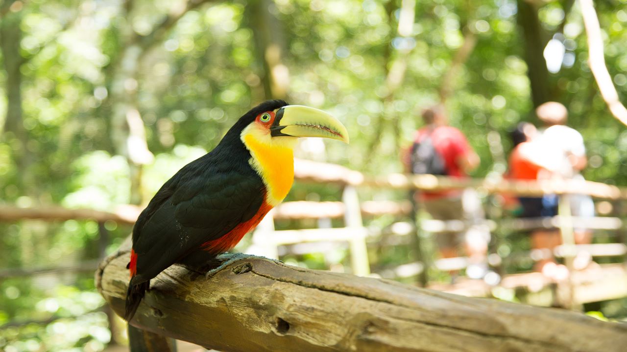 Rio De Janeiro And Foz Do Iguaçu Classic foto 5