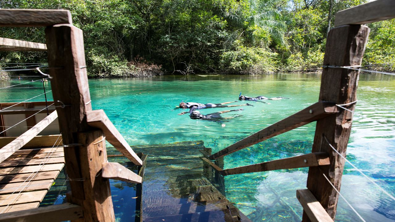 Brazil Nature foto 1